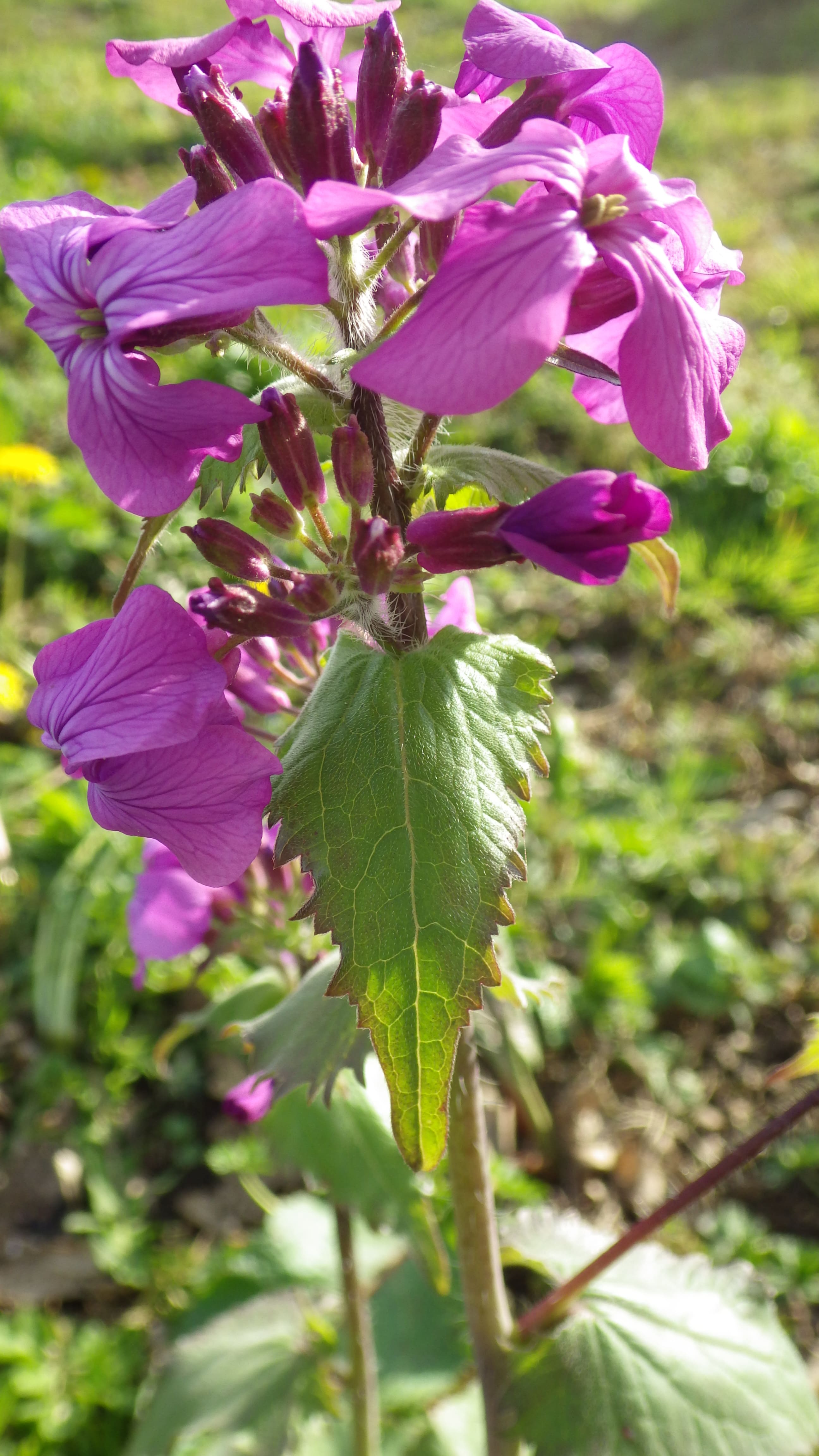 Inflorescence et feuilles supérieures