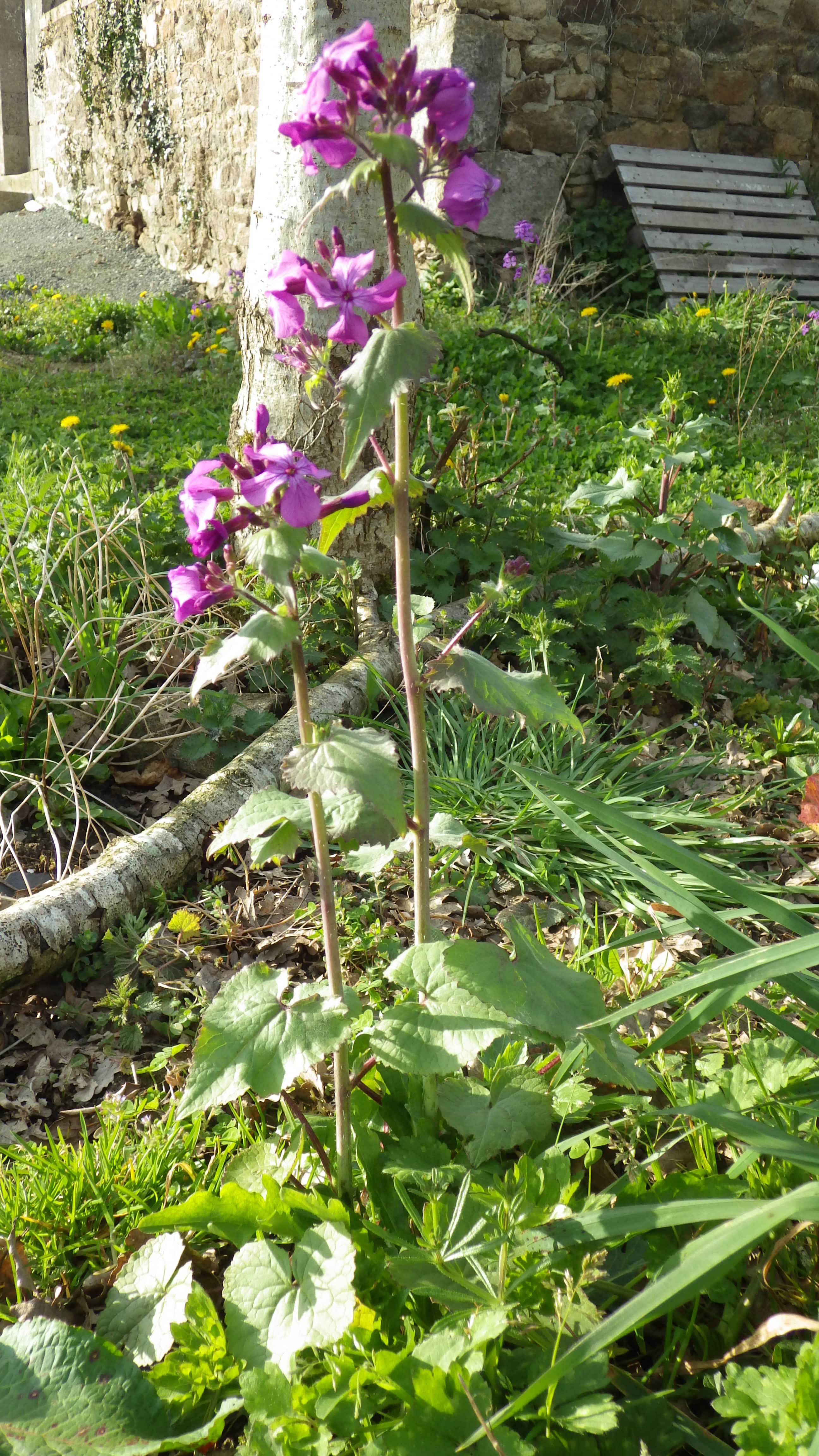 Appareil végétatif entier