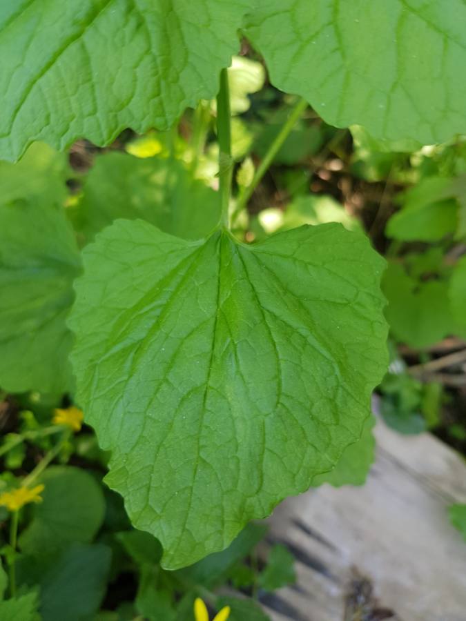 Feuille de l'Alliaire officinale