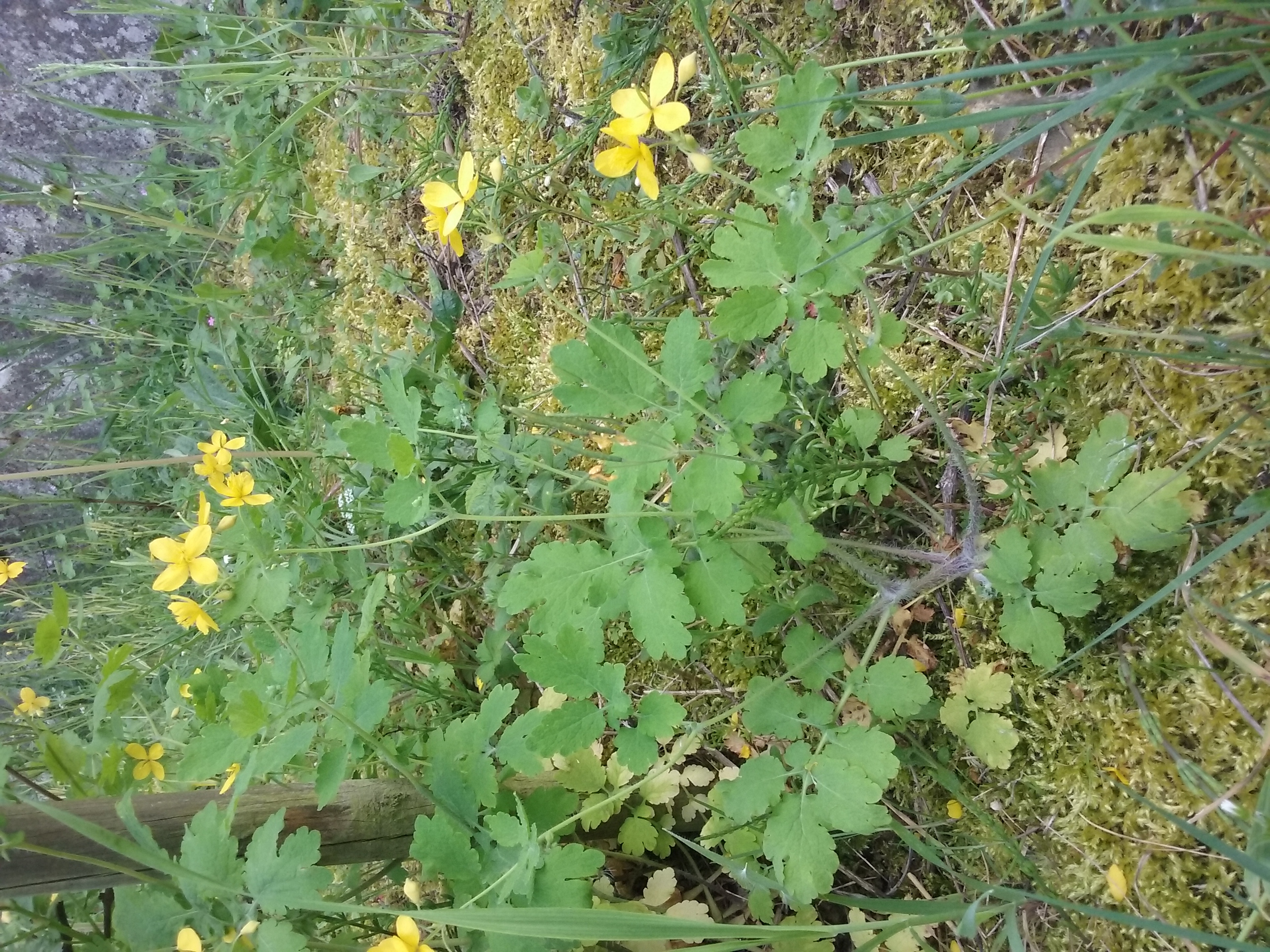 plante à fleurs jaunes