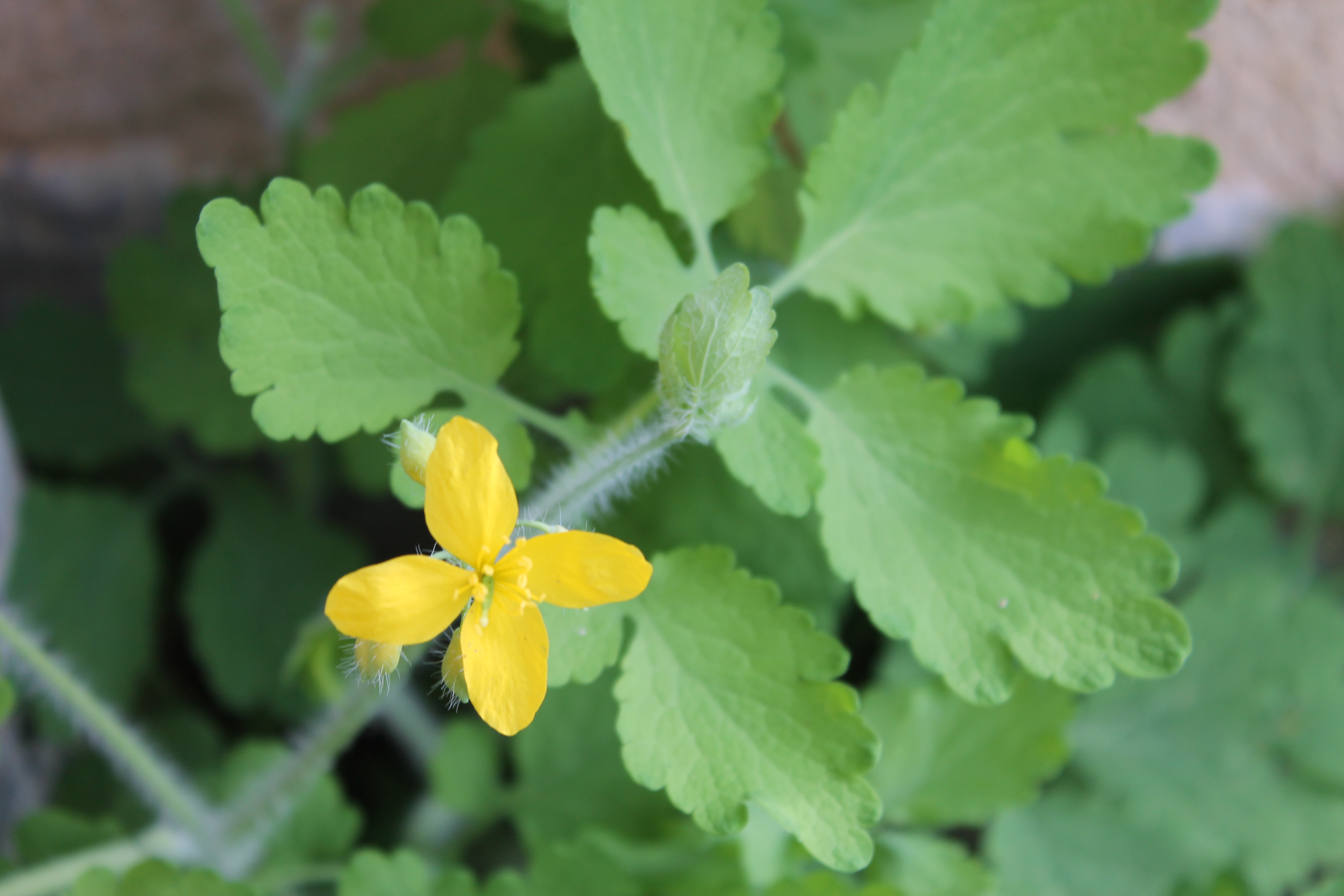 feuille et fleur de la chélidoine