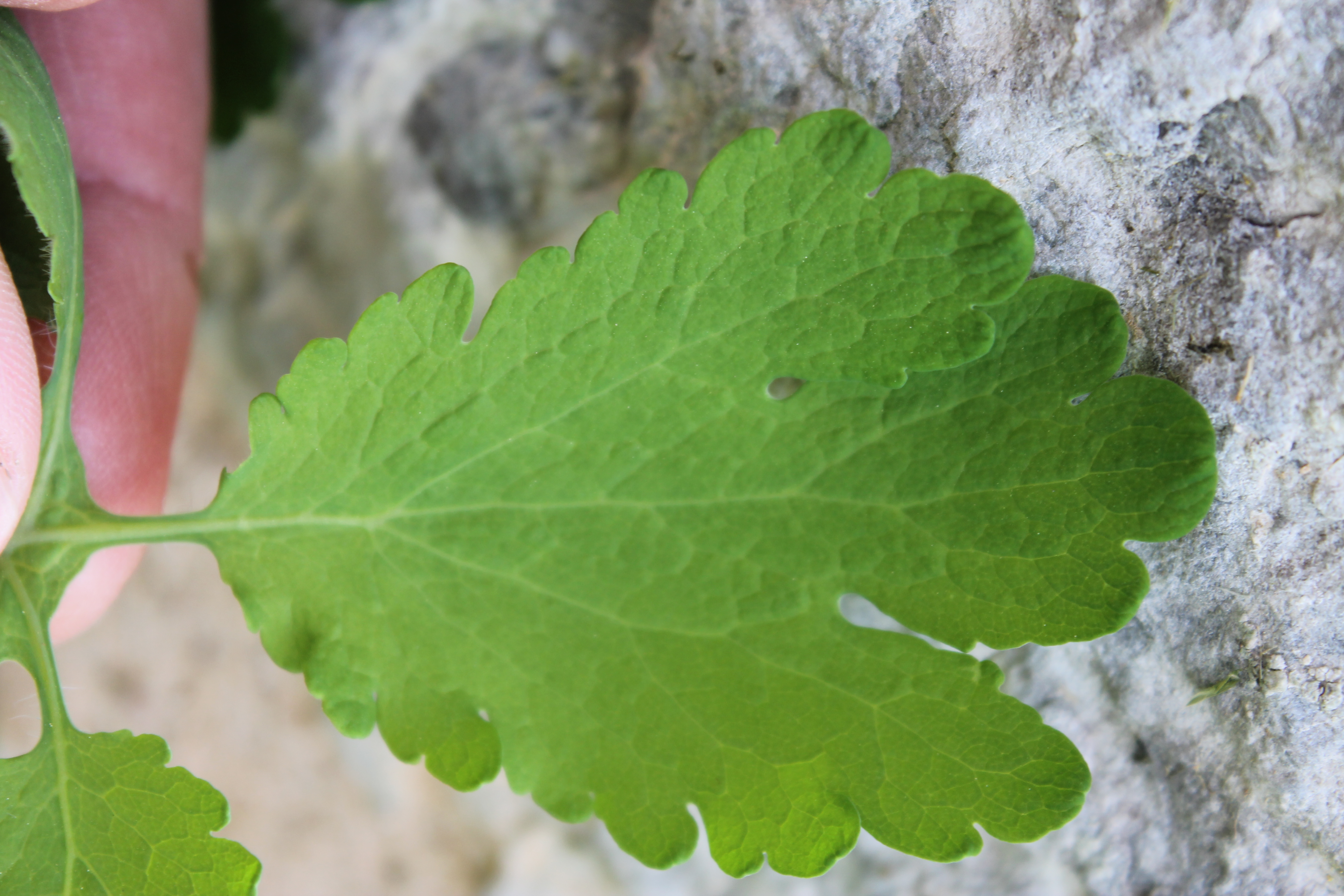 feuille de la chélidoine