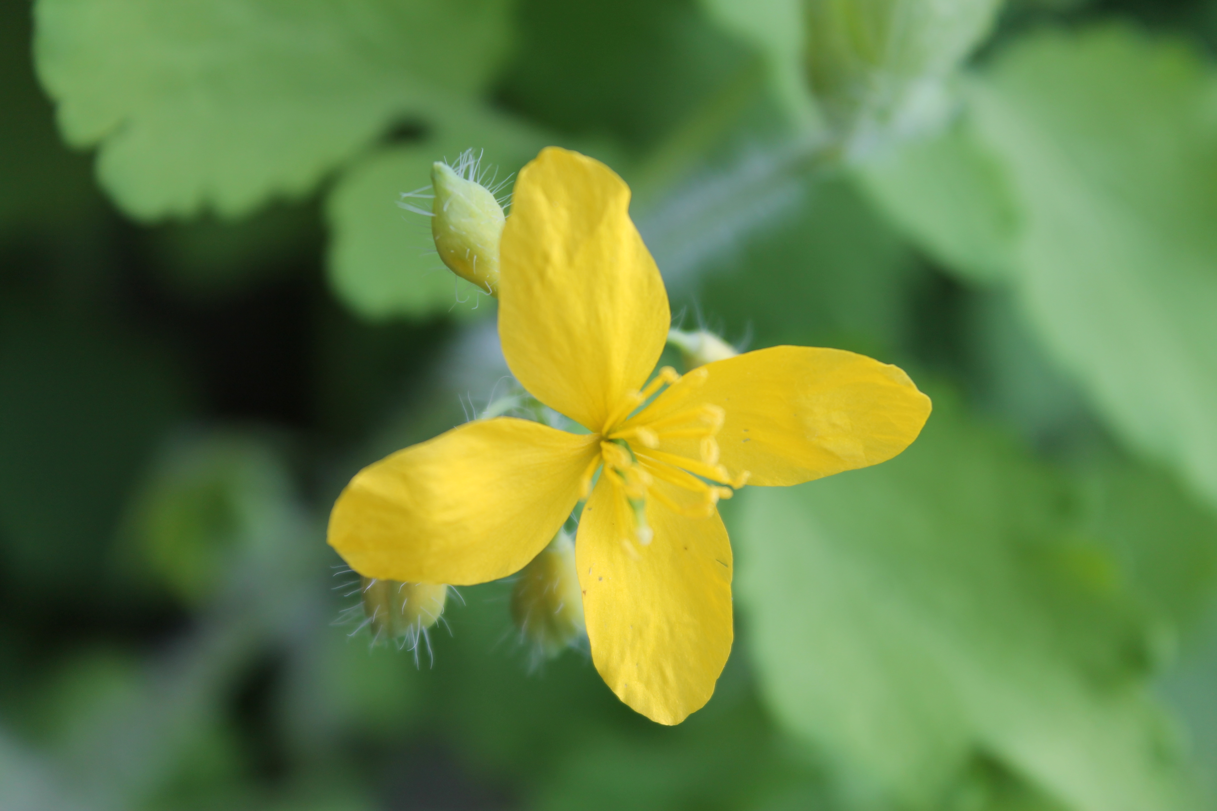 fleur de la chélidoine