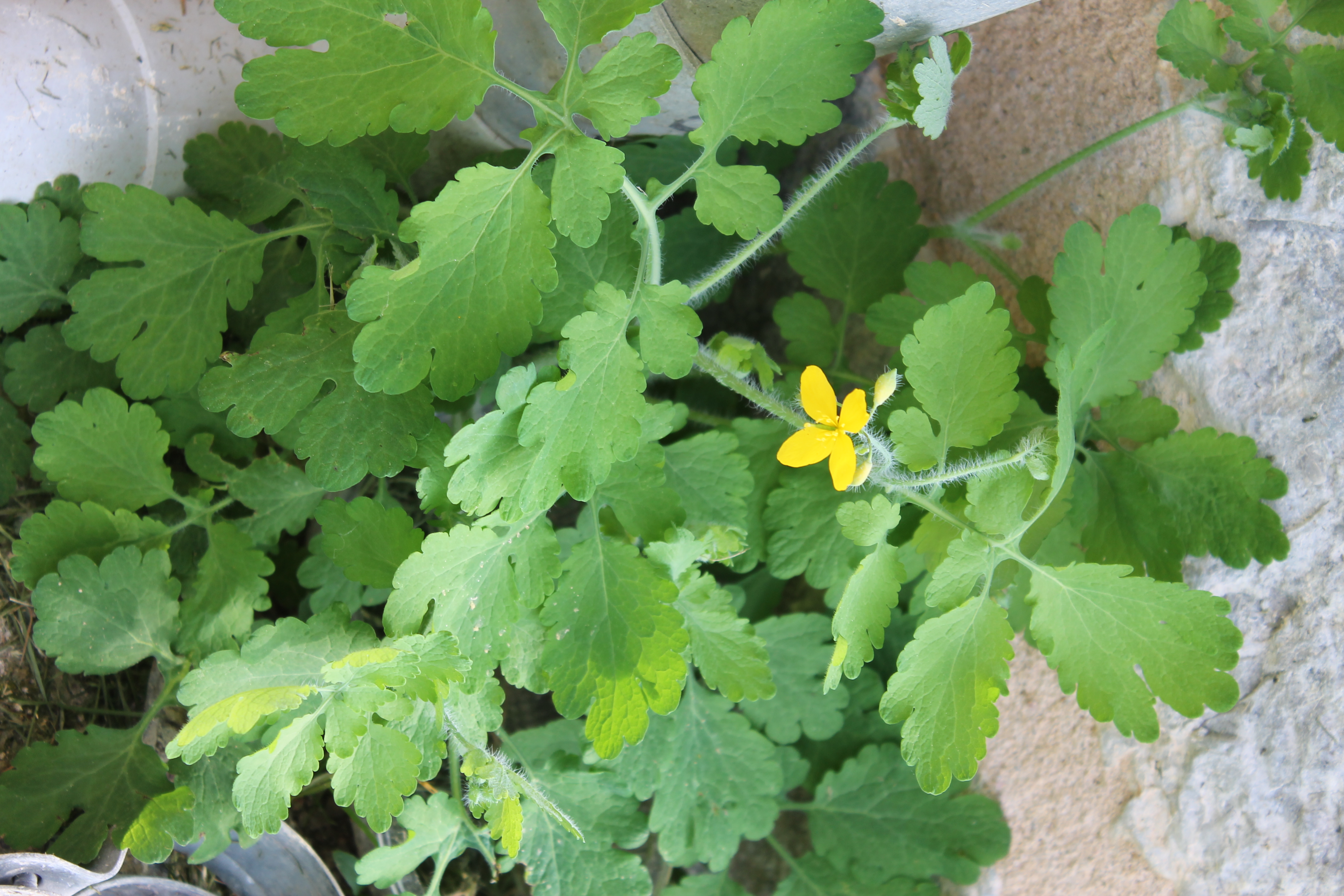 vue général de la chélidoine