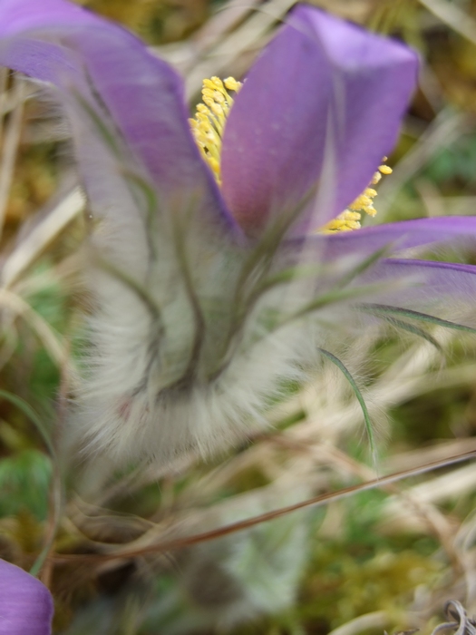 Nous observons les poils à la base de la fleur (impression de douceur...)