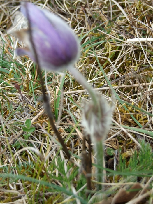 les poils sont également présents sur la tige.