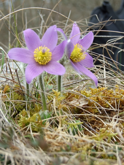 Tige élancée, à la base de laquelle nous observons les feuilles. Les pétales sont de couleur parme. Au centre, les étamines jaunes et le pistil violet se détachent joliment.
