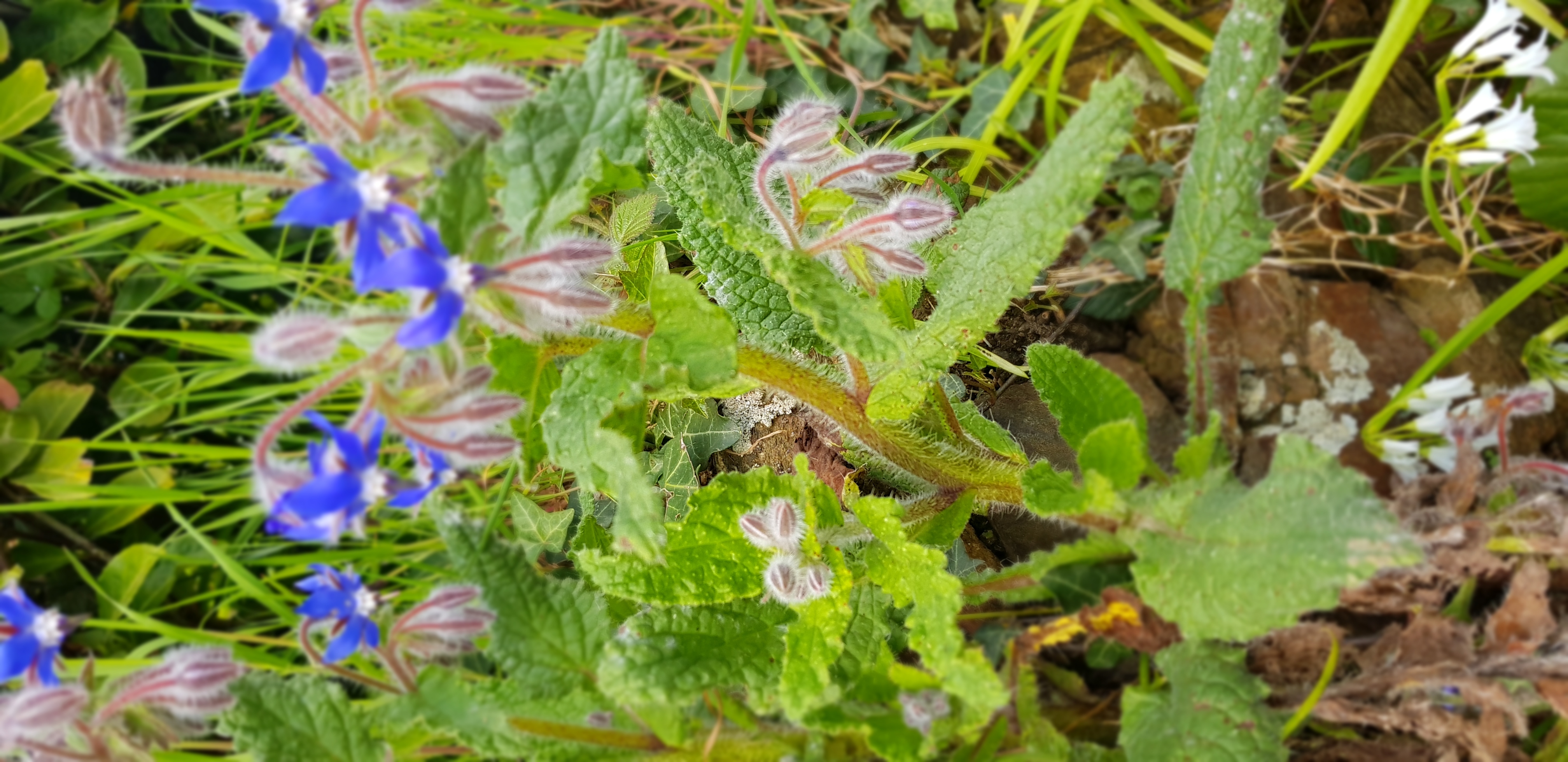 Fleurs et feuilles de bourrache 2