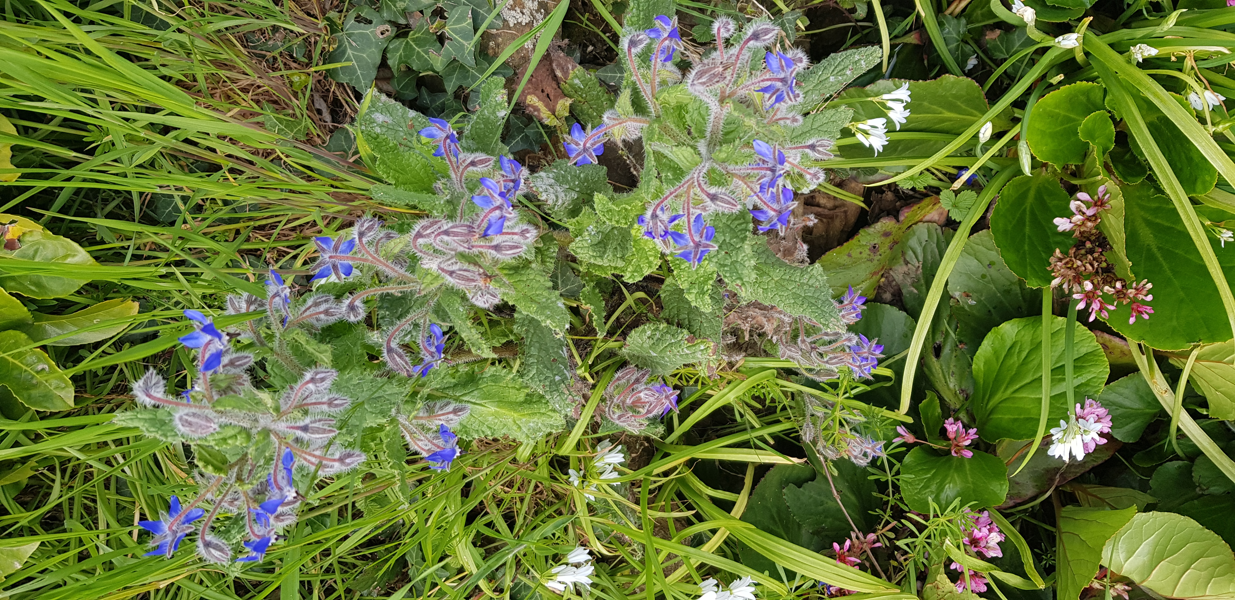 Ensemble de bourraches