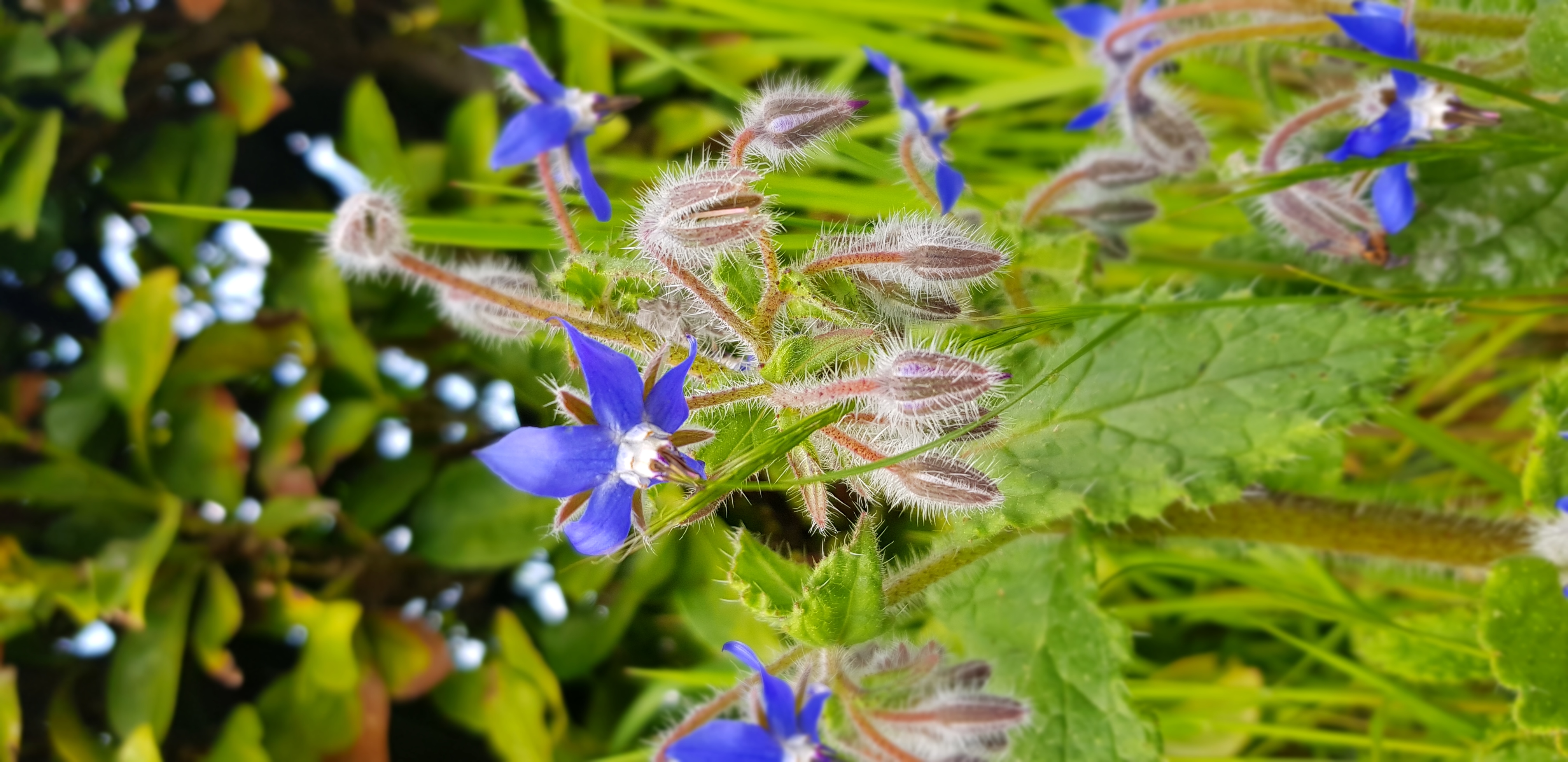 Fleurs et feuilles de bourrache