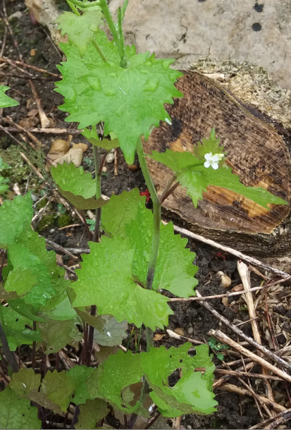 Alliaire, photo générale de la plante