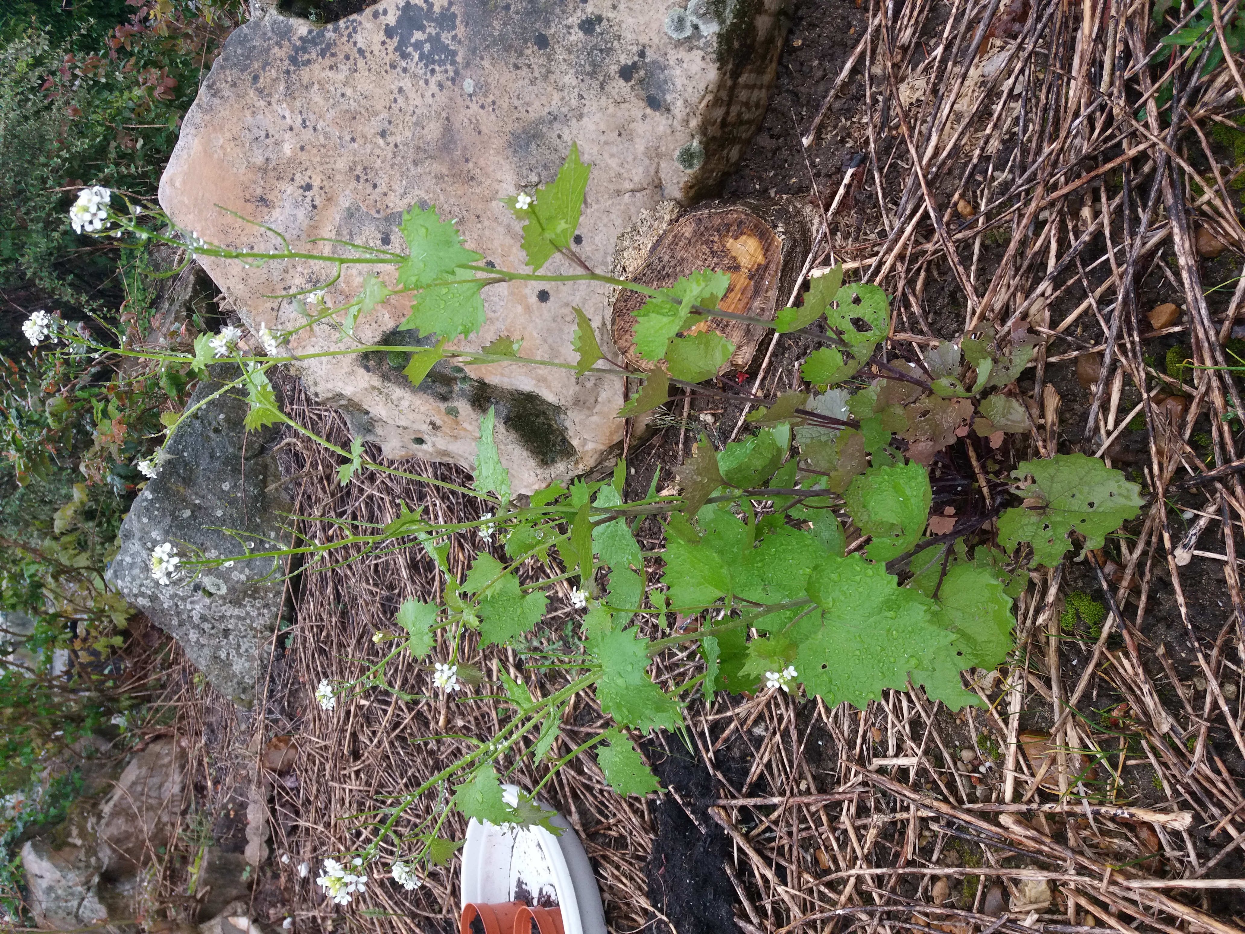 Photo générale de l'Alliaire