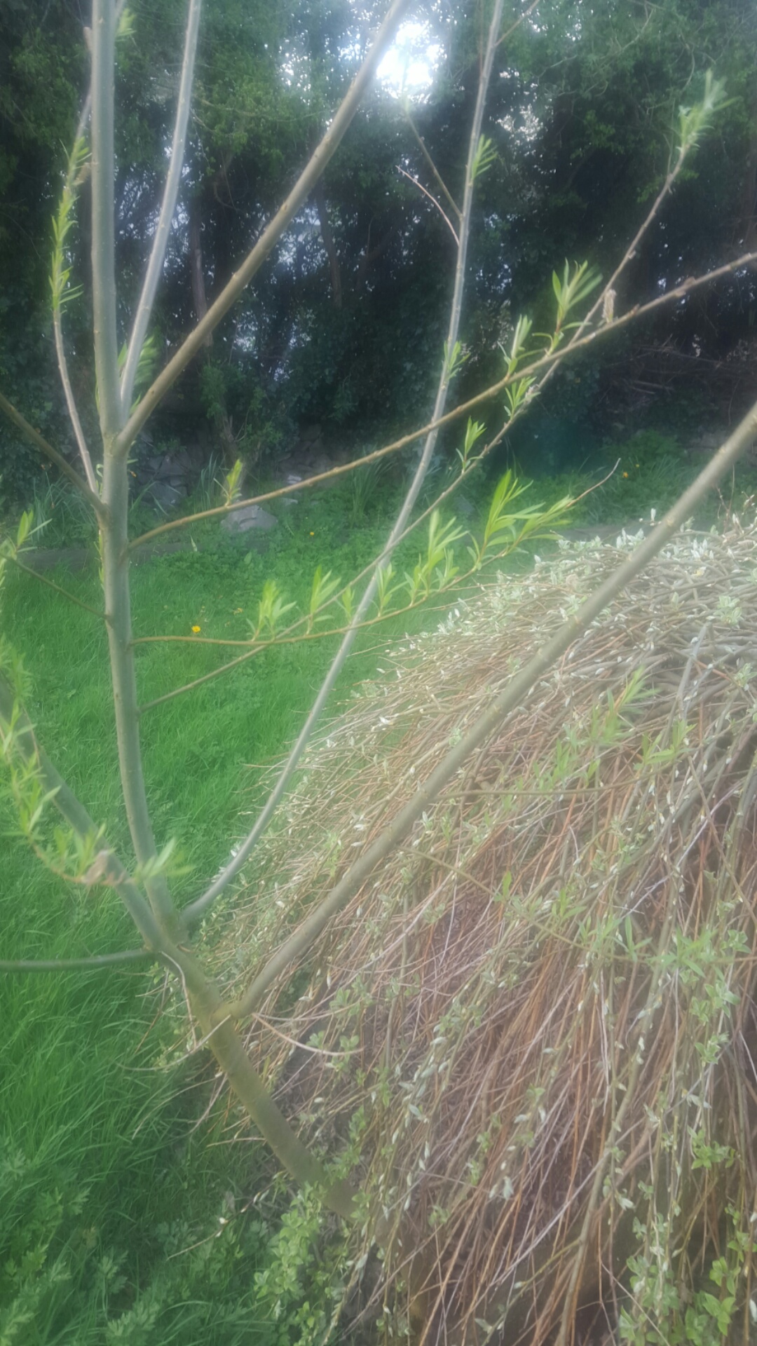 arbre vue générale