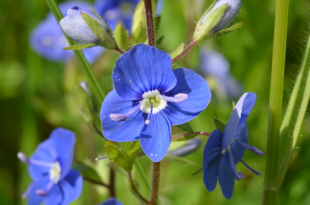Fleur de Véronique Petit-Chêne