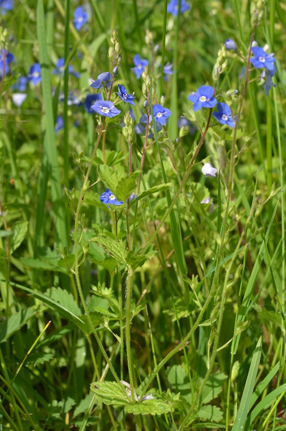 Feuille de Véronique Petit-Chêne