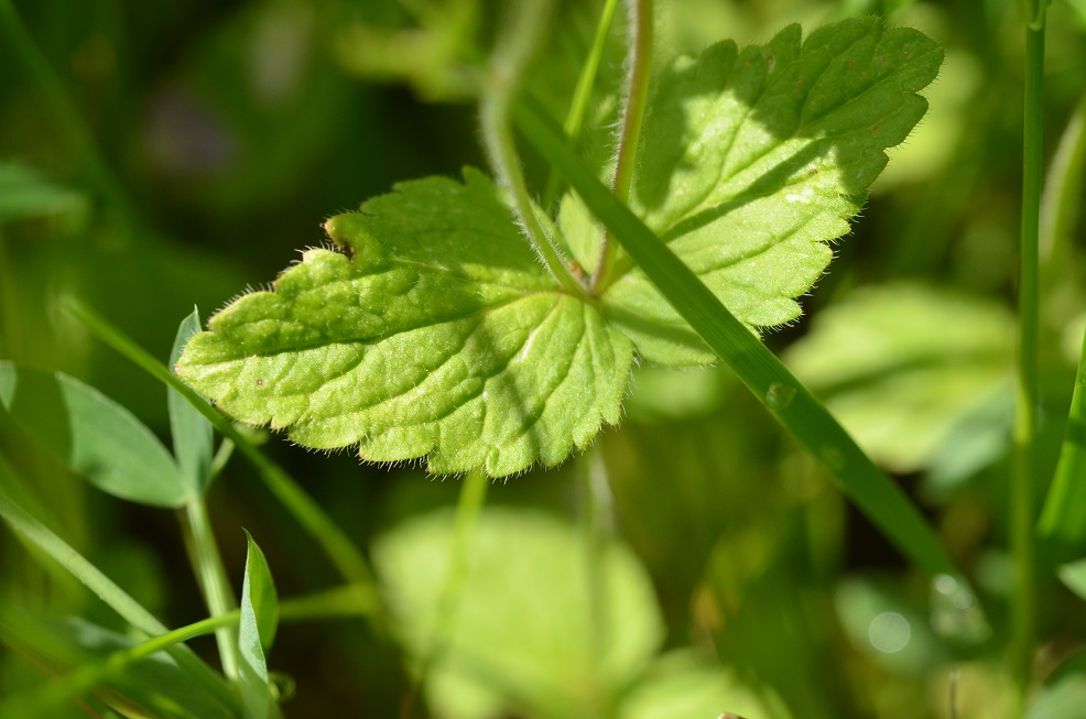 Feuille de Véronique Petit-Chêne