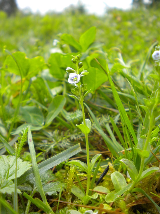 Veronique à feuille de serpolet plante entière