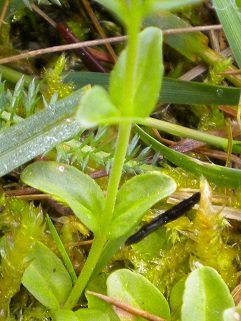 veronique à feuille de serpolet feuille
