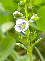 veronique à feuille de serpolet fleur