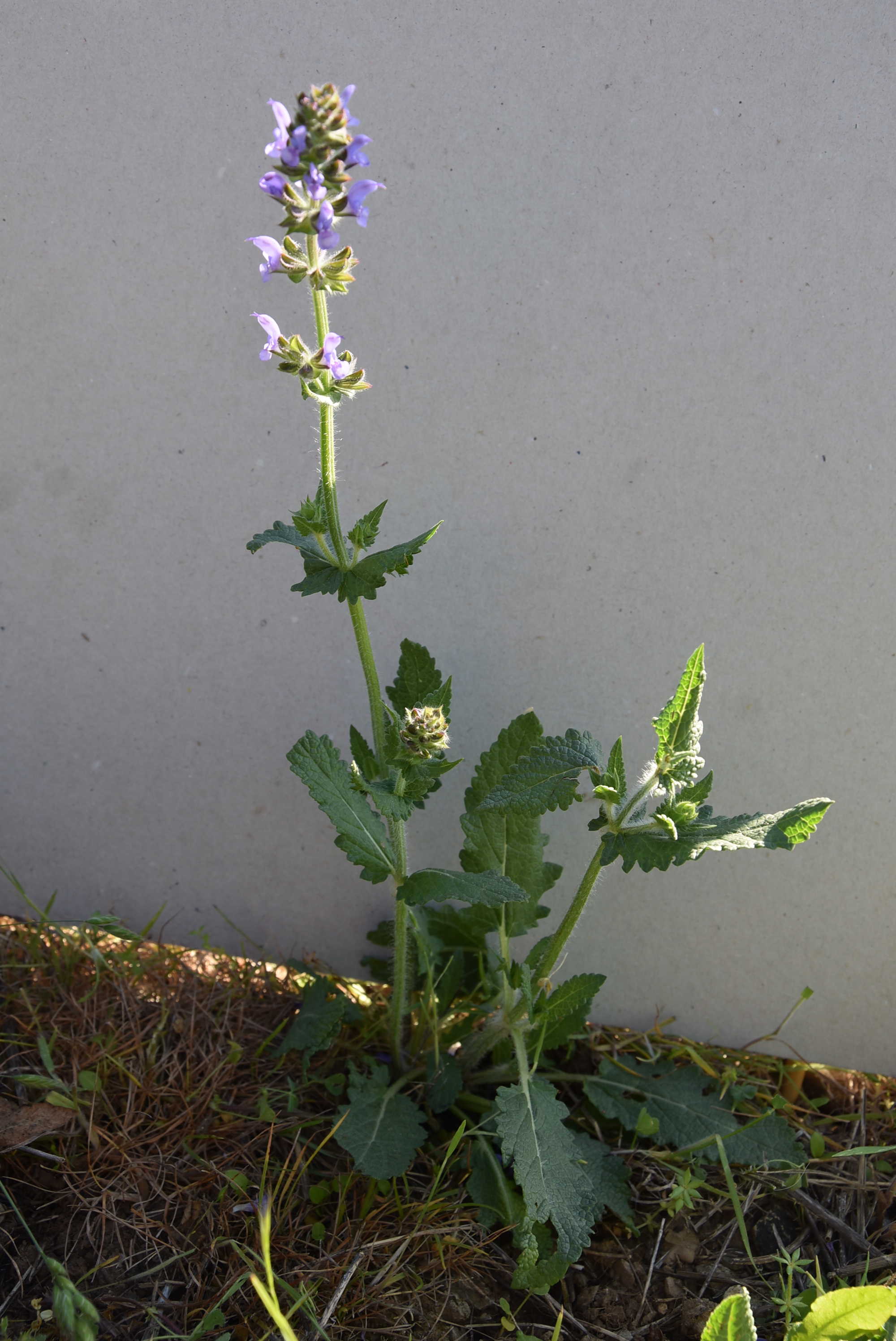 vue globale de la sauge