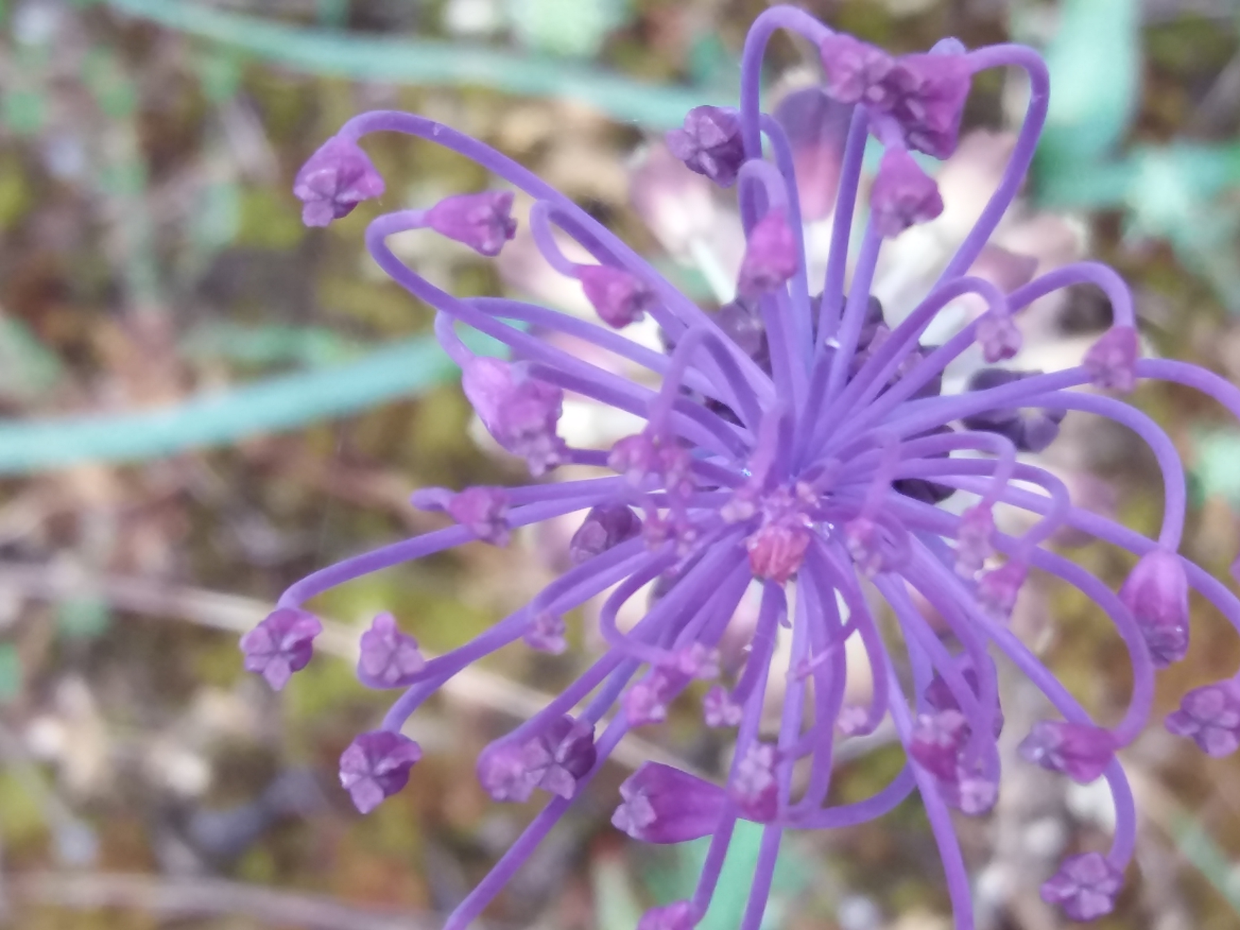 Gros plan sur le toupet