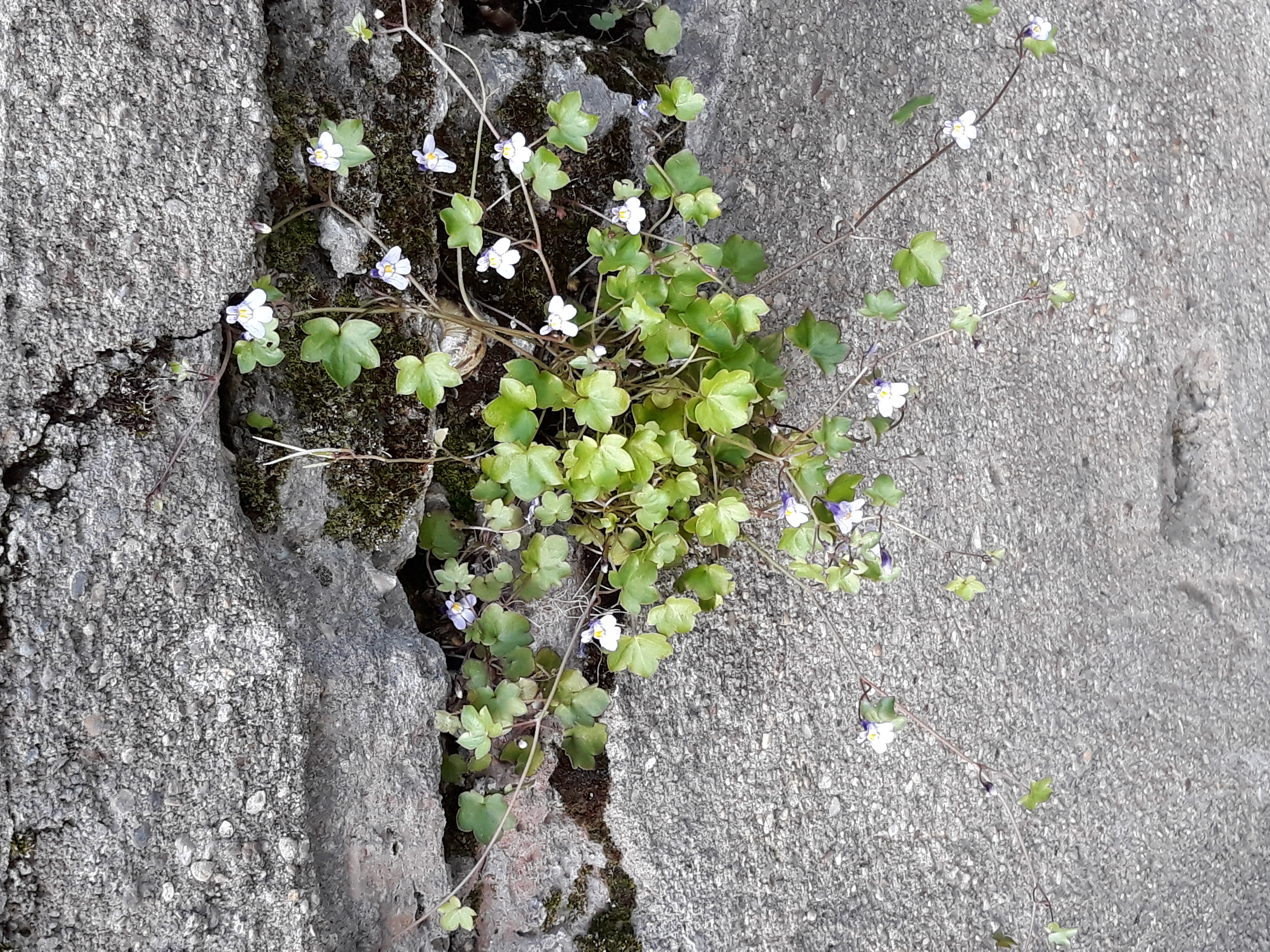 Ruine de Rome - Ensemble