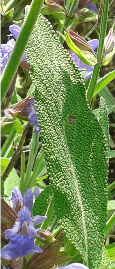 feuille de la sauge commune
