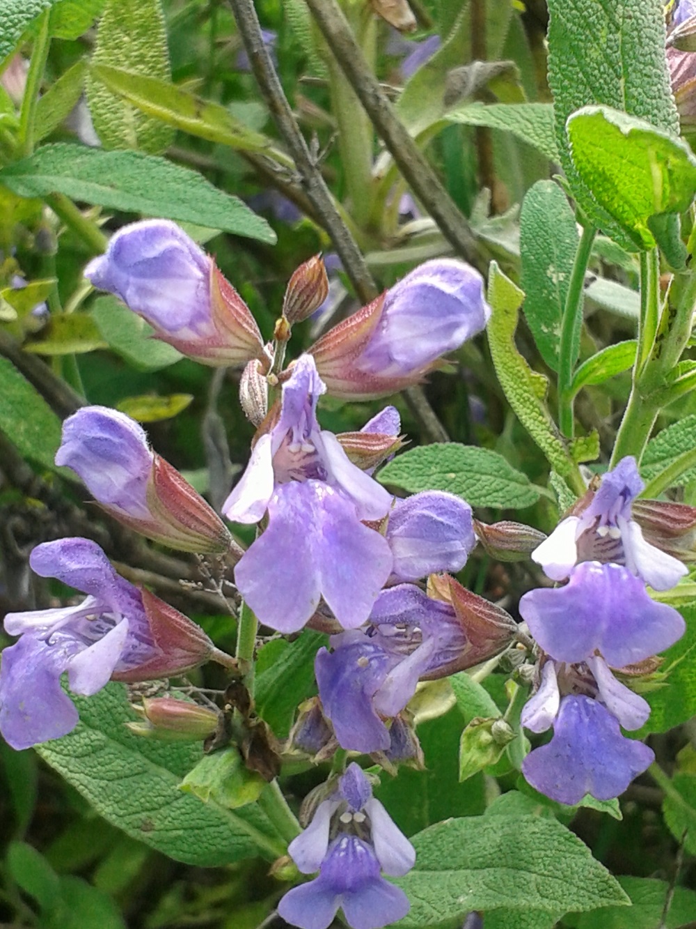 fleur de la sauge commune