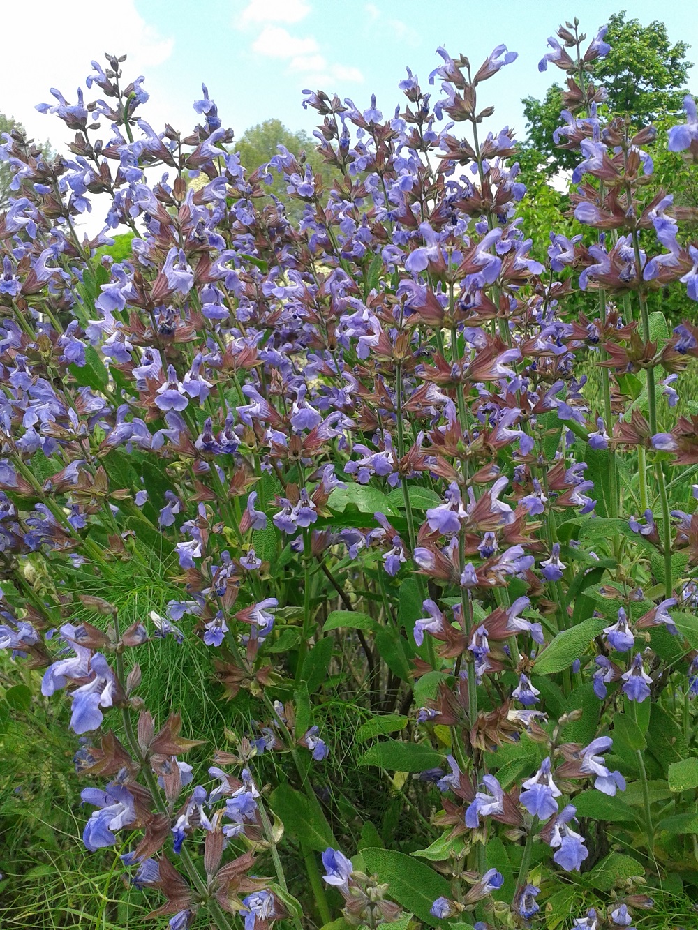 vue d'ensemble de la sauge commune
