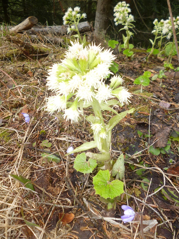 vue générale Petasite blanche (massif de la Vanoise mai 2018)