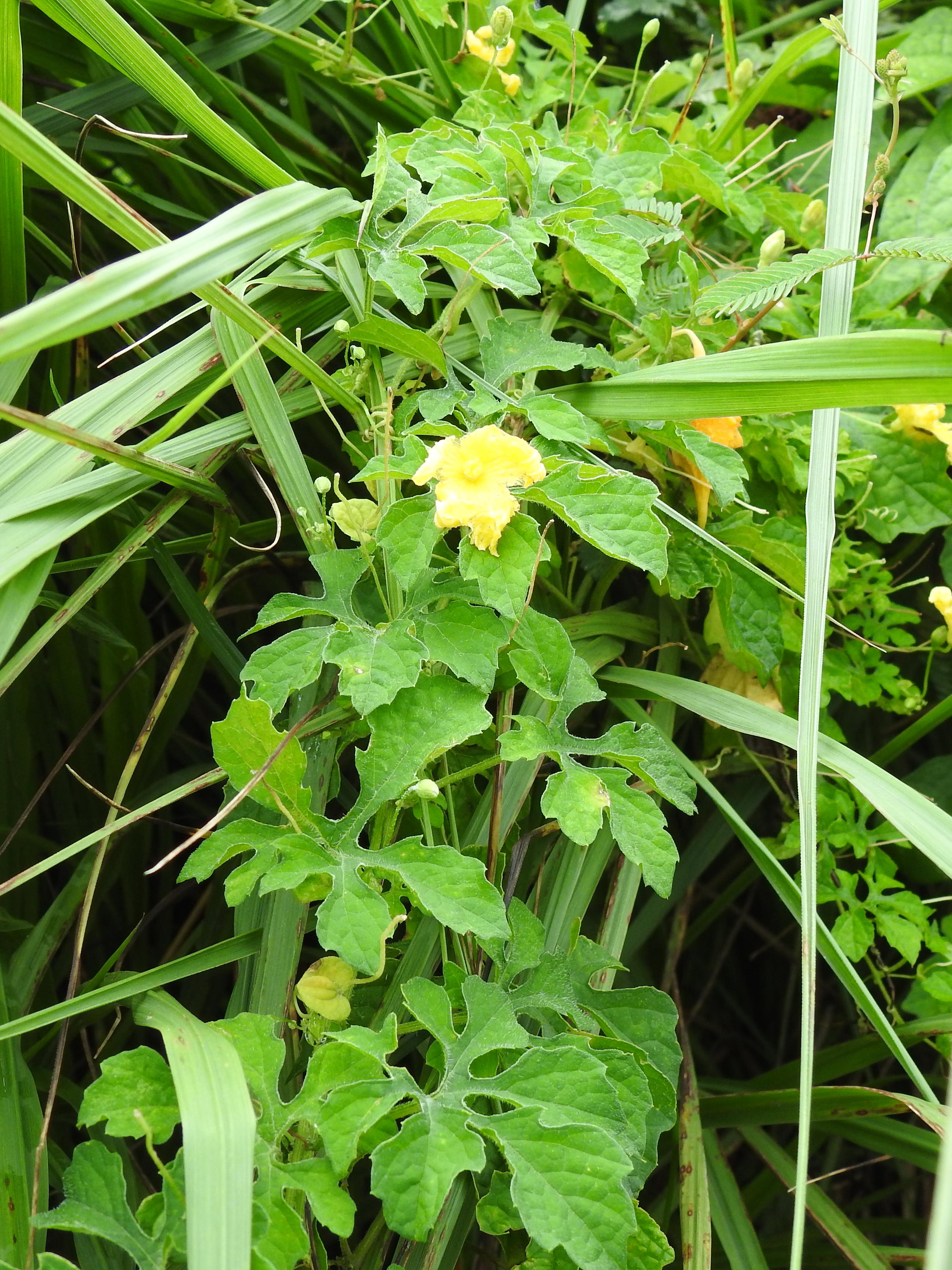 Mormodica charantia -plante entière