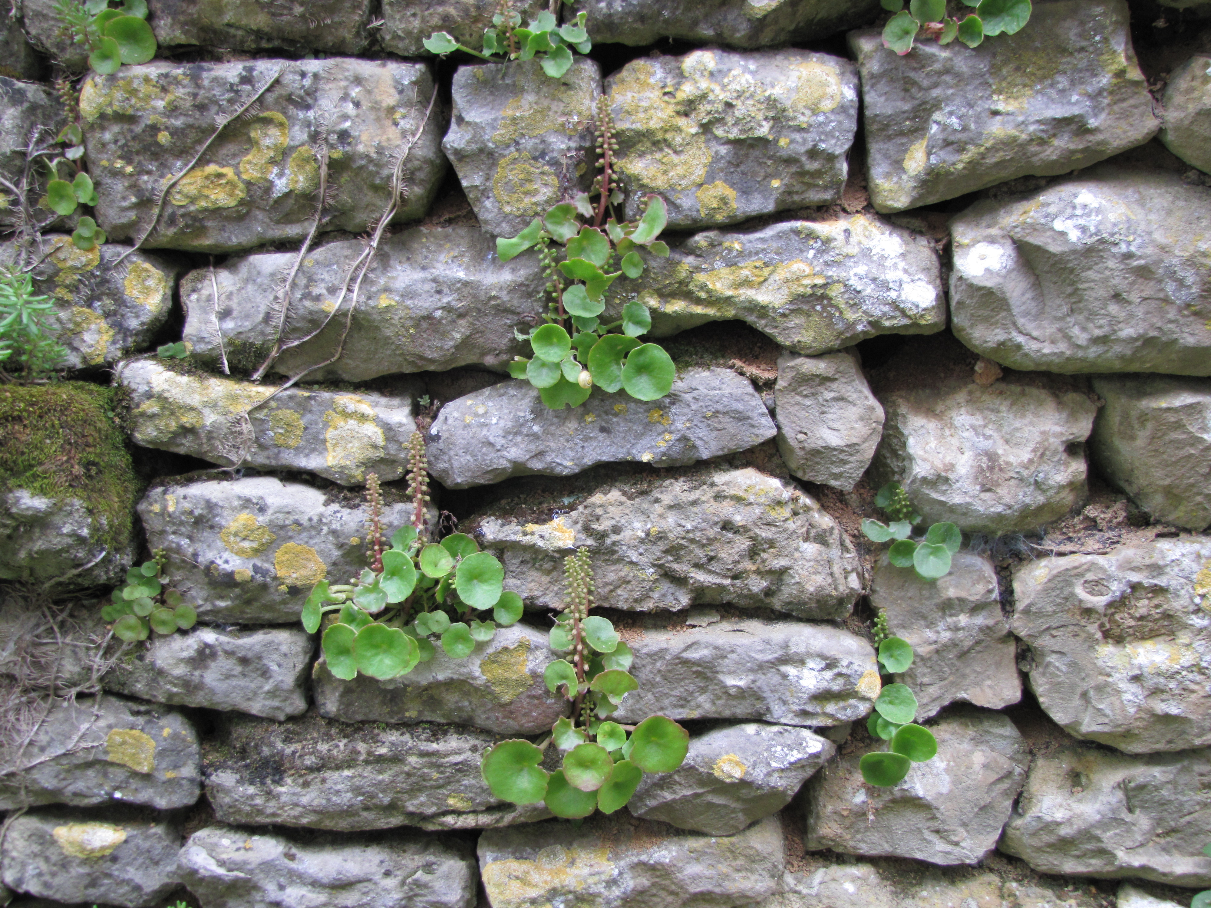 Umbilicus rupestris - vue de loin