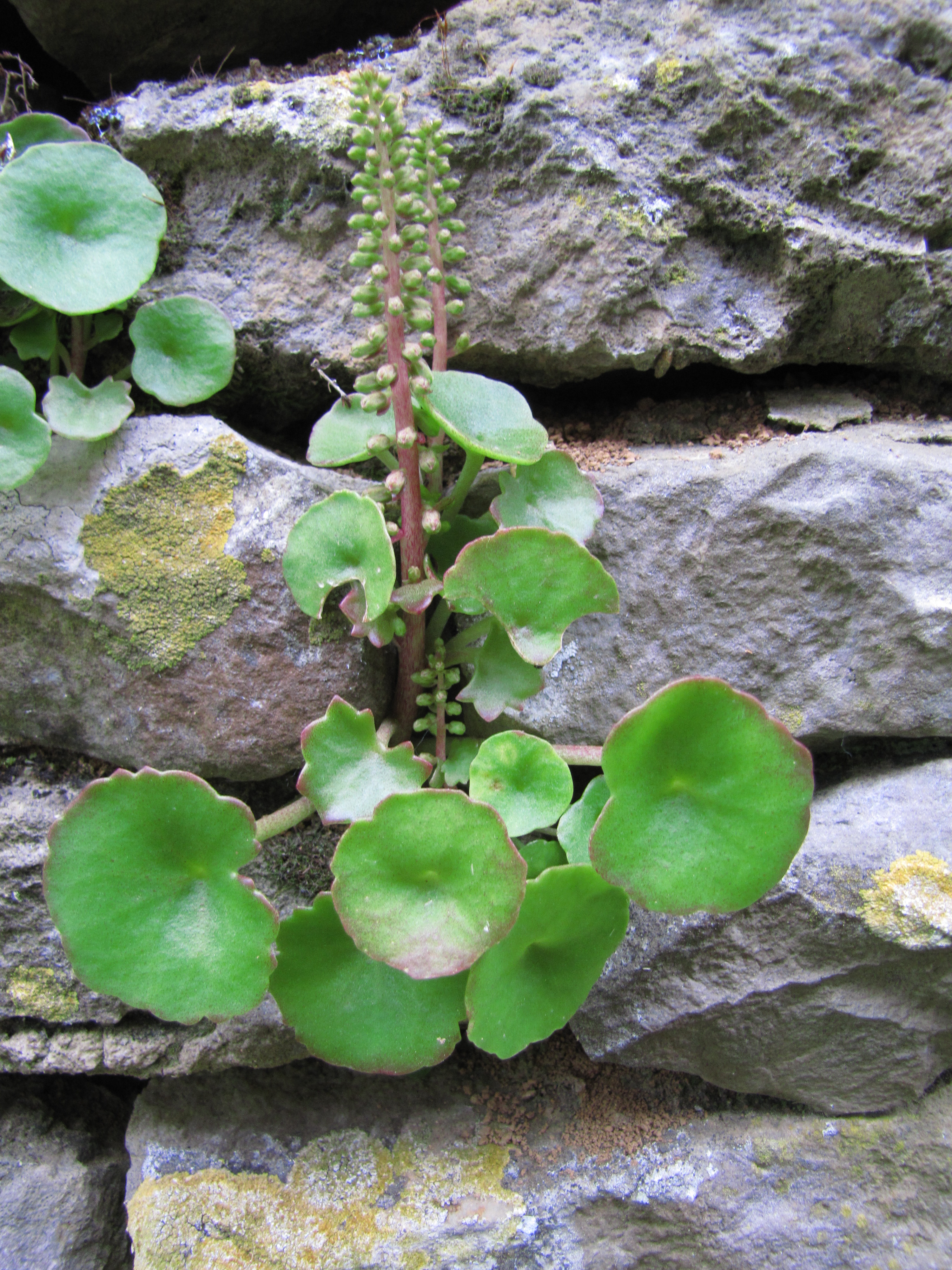 Umbilicus rupestris - vue de près