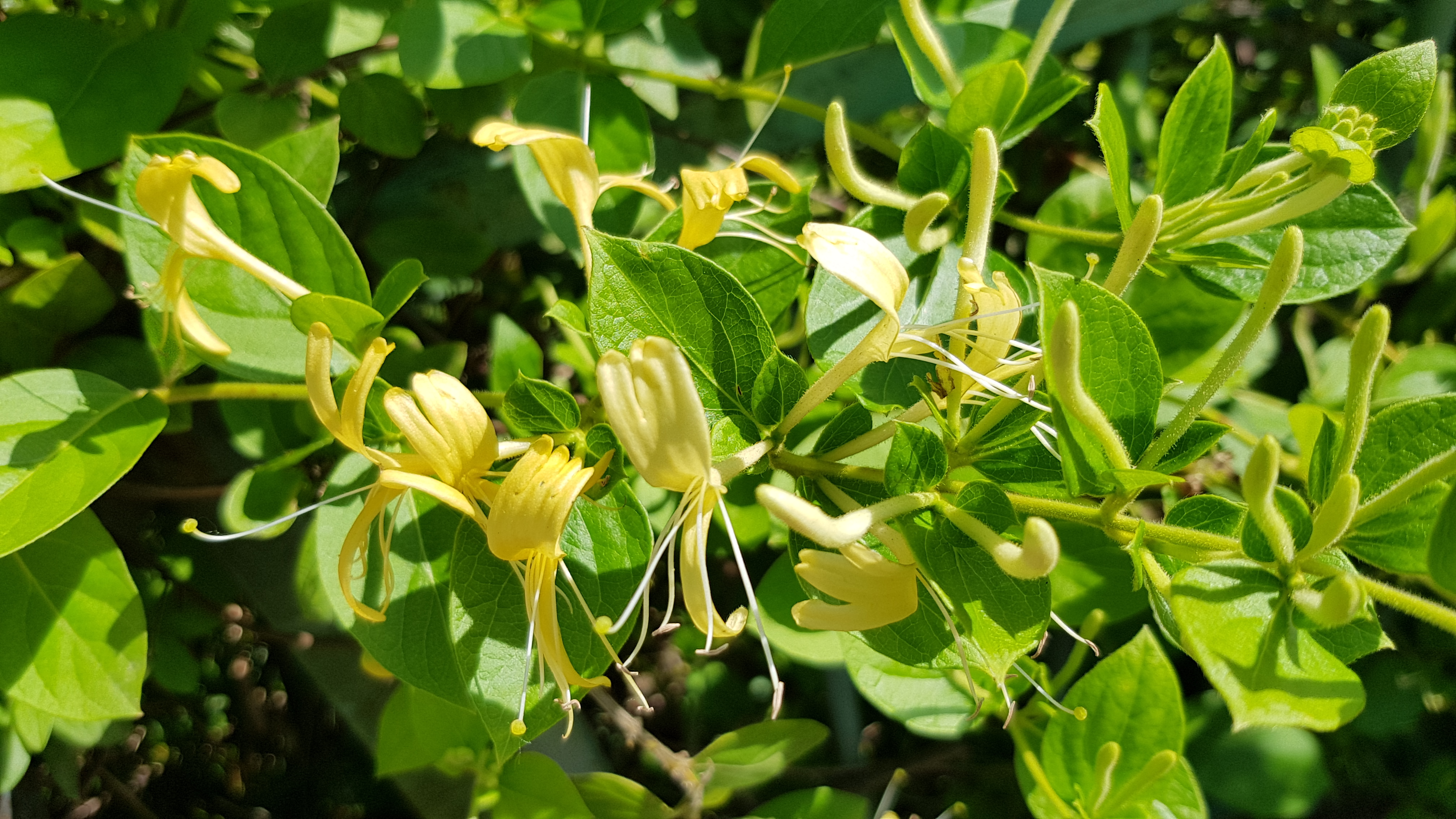 Zoom sur les fleurs.