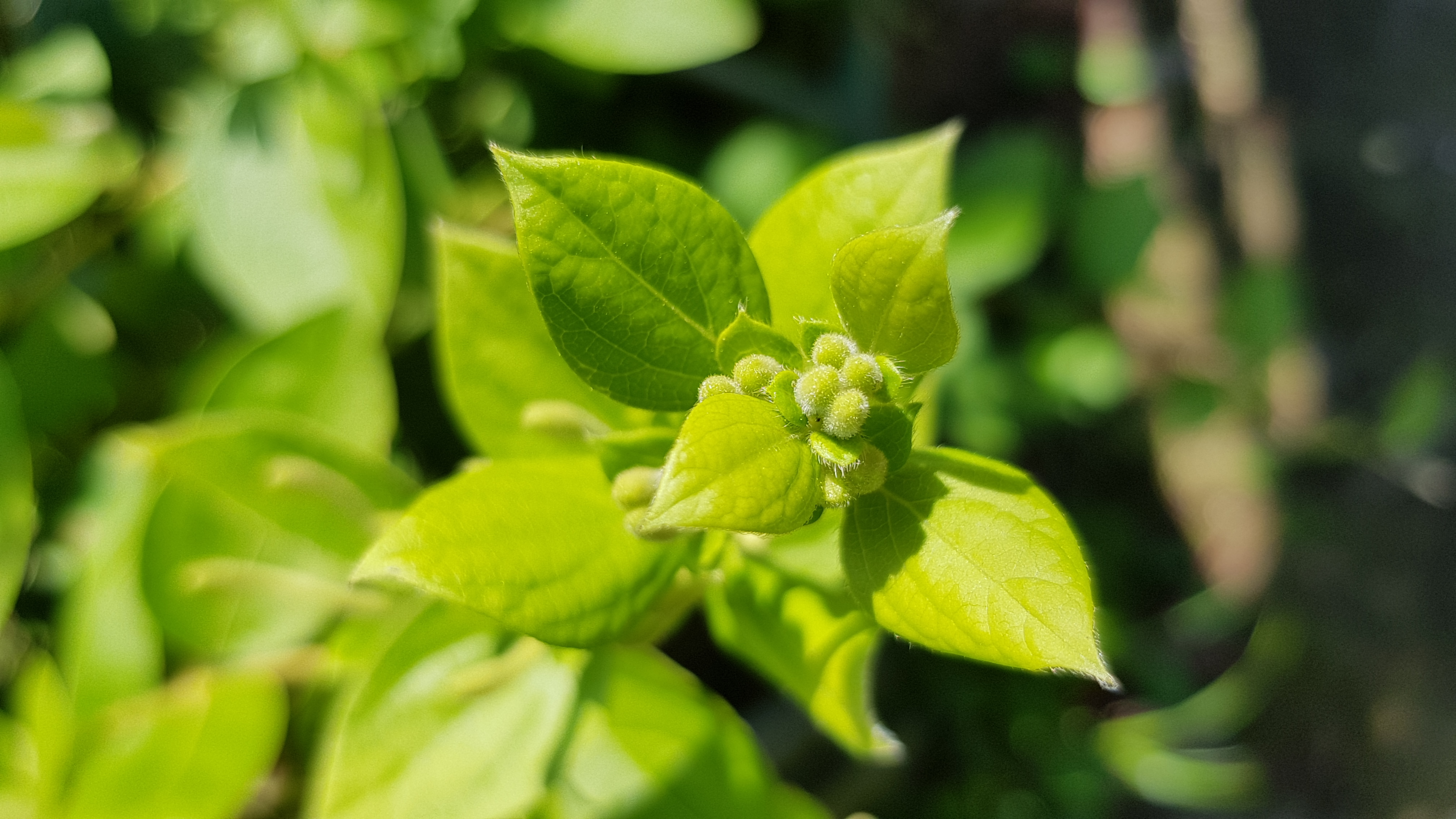 Zoom sur un bourgeon.