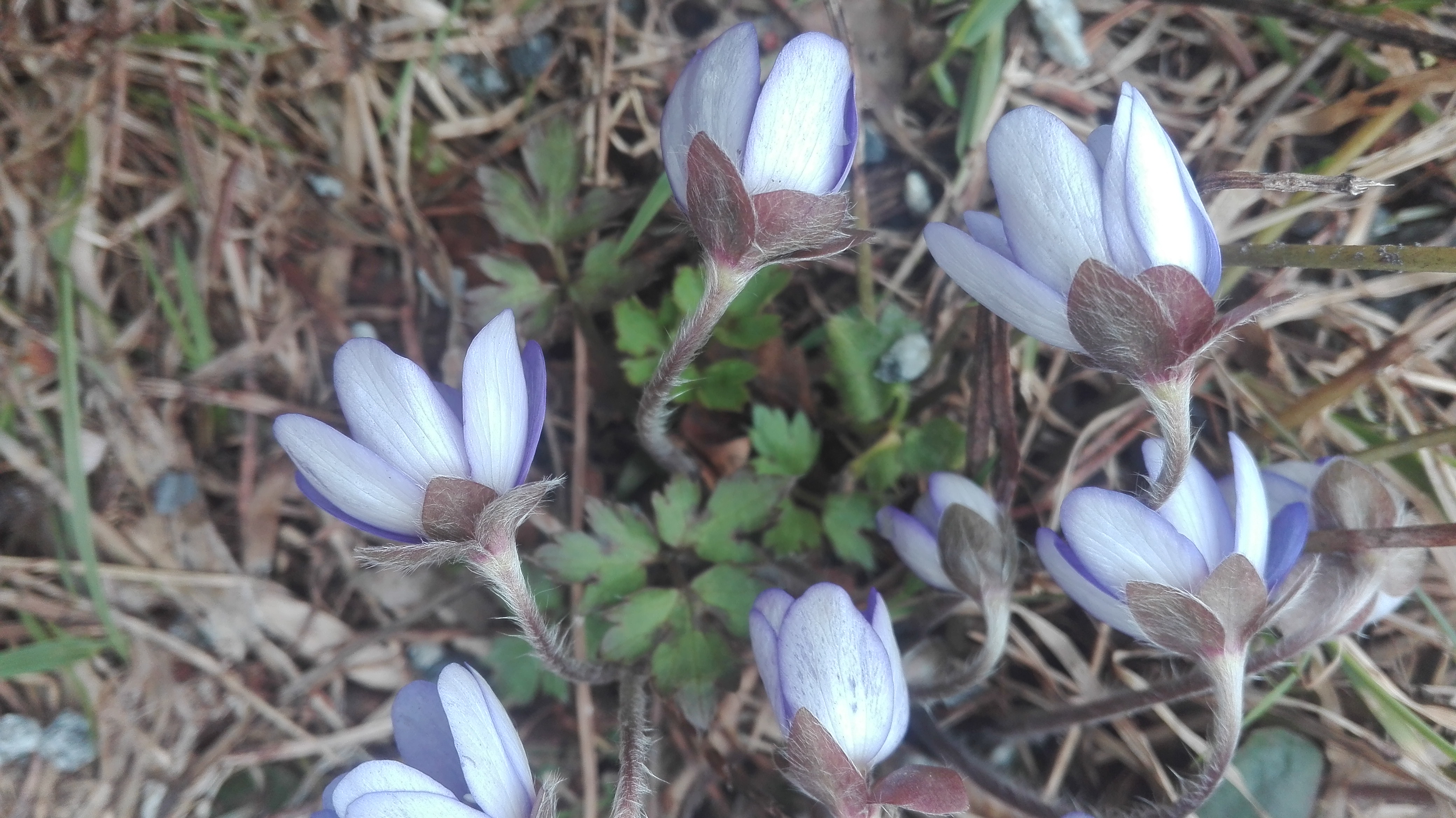 Fleurs vues du profil
