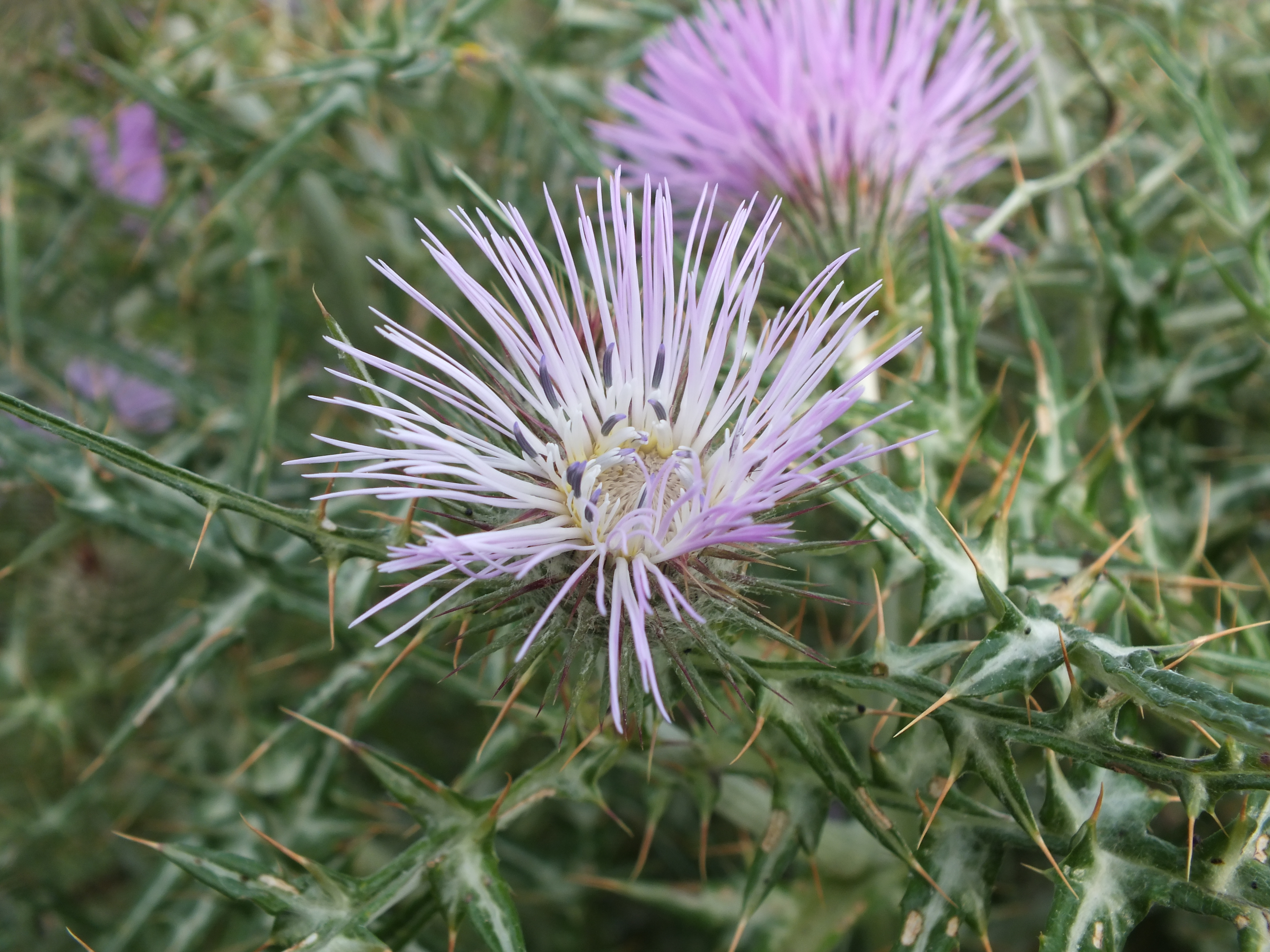 Galactites tomentosa - fleur