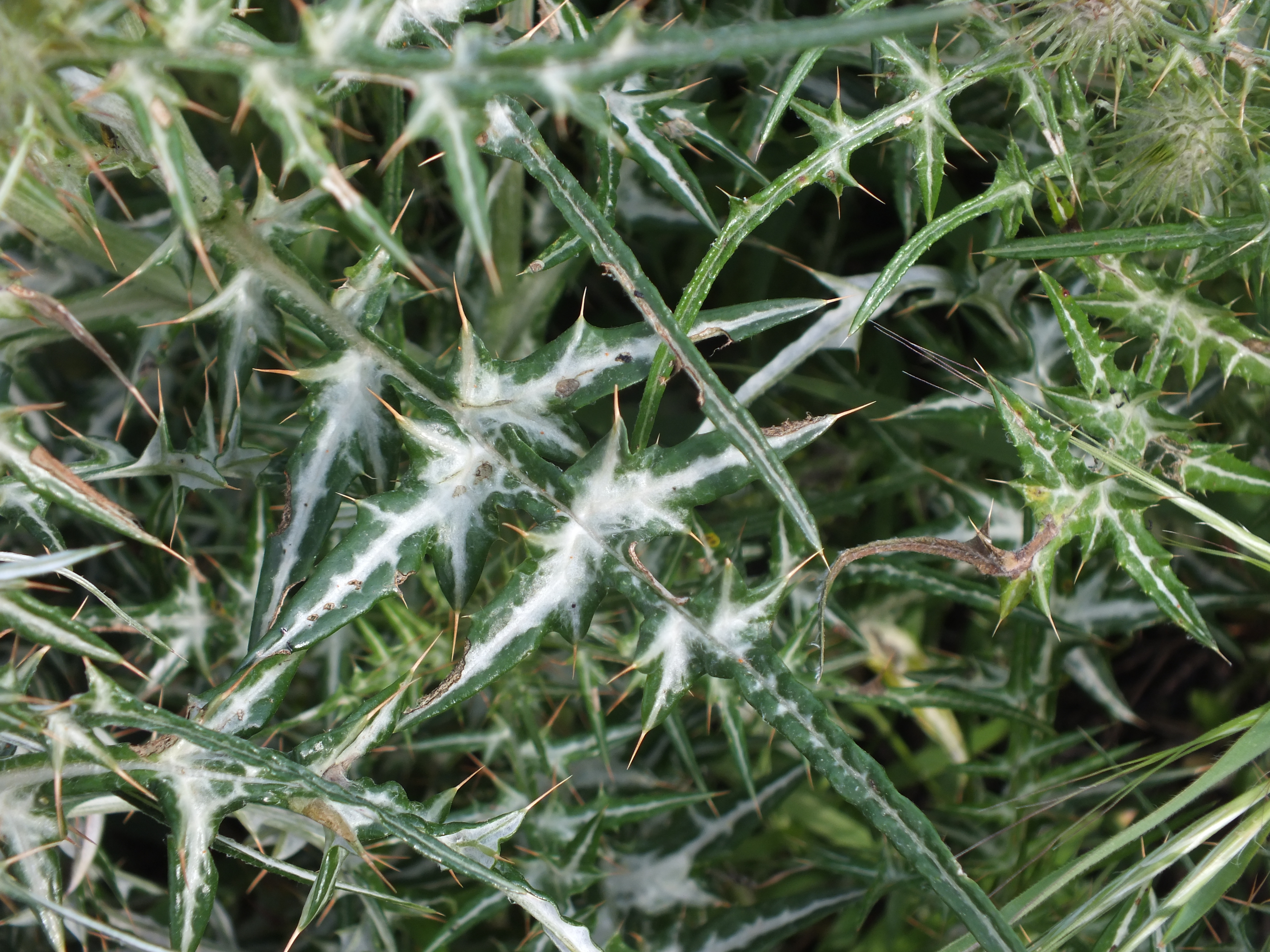 Galactites tomentosa - feuille 2
