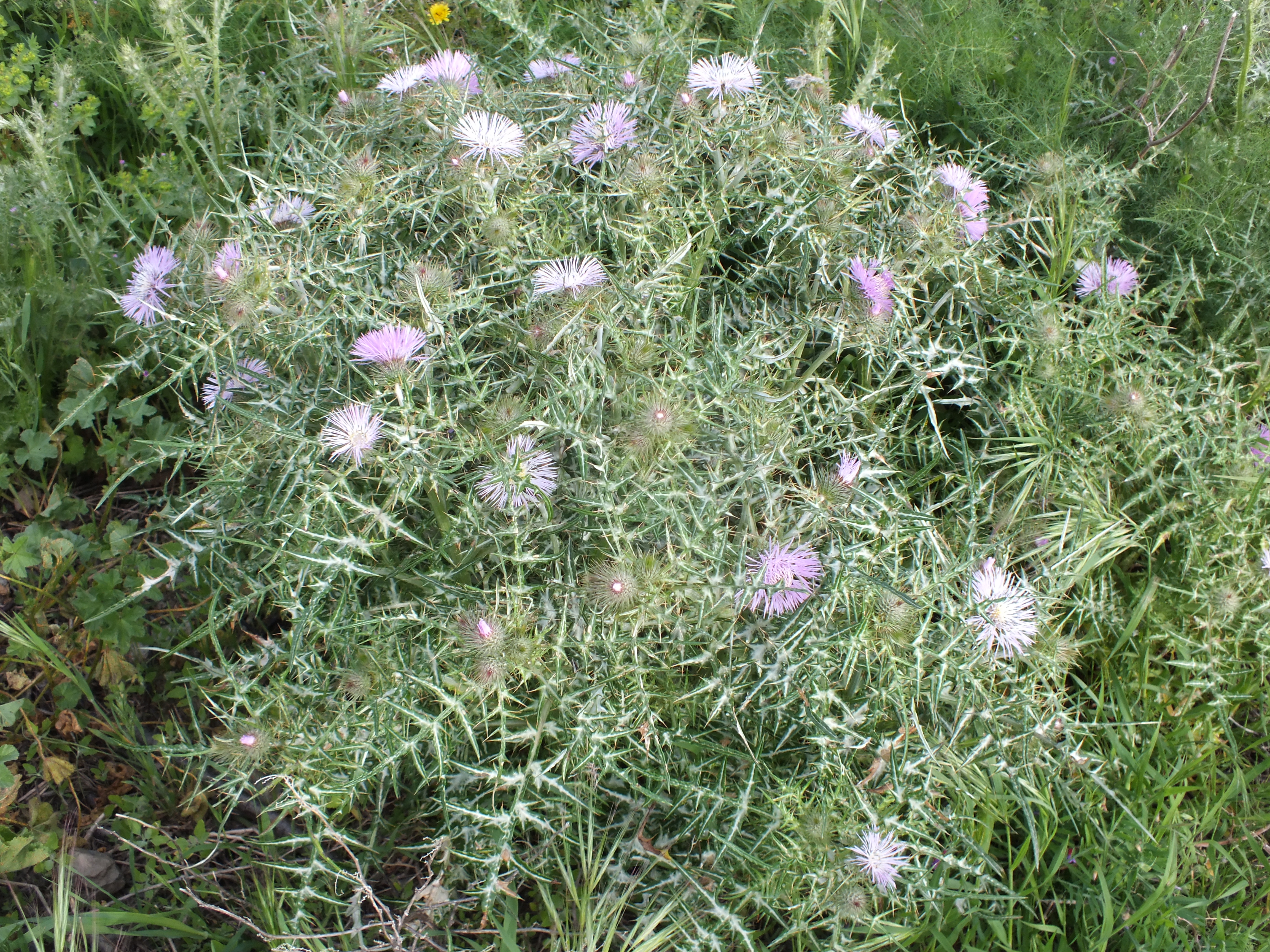 Galactites tomentosa