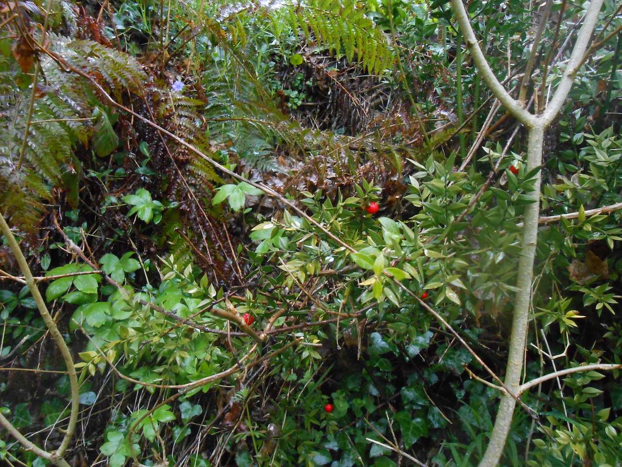 Annexe Fragon etc.JPG