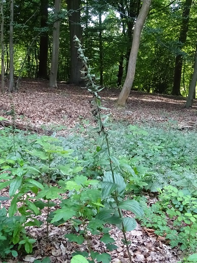 Annexe Forêt de Silly.jpg