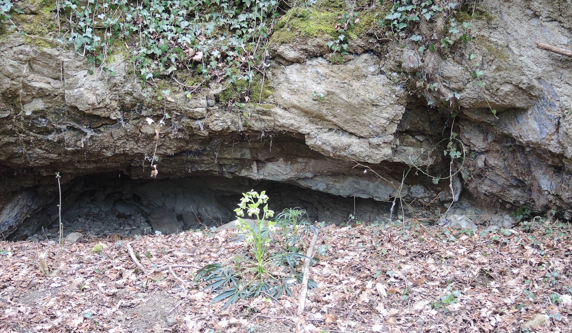 Annexe Hellébore sauvage. Helleborus foetidus.JPG