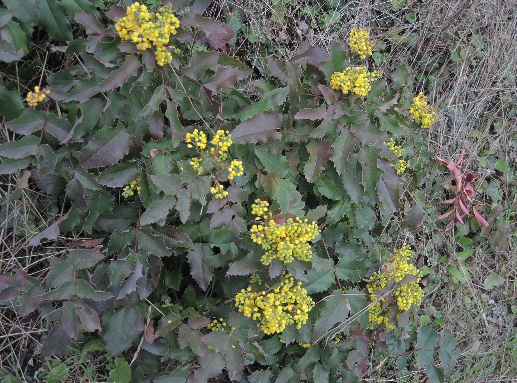 Annexe Mahonia. Mahonia aquifolium.JPG