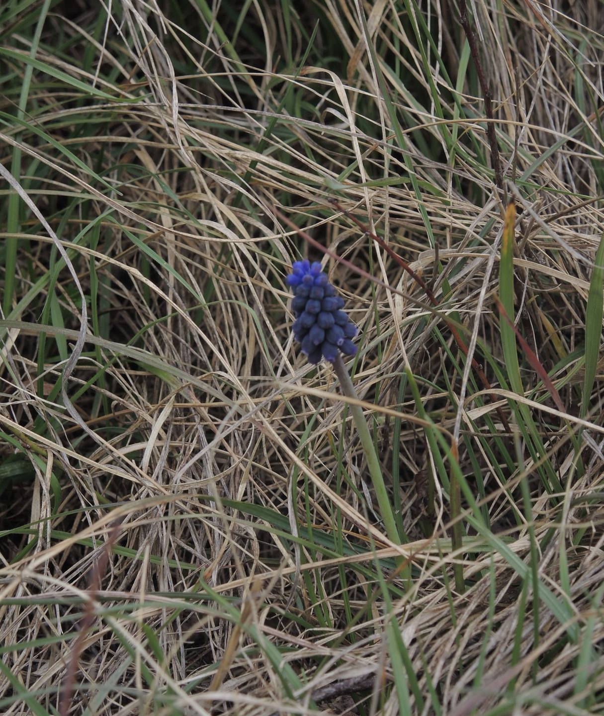 Annexe Muscari. Muscari Armeniacum.JPG