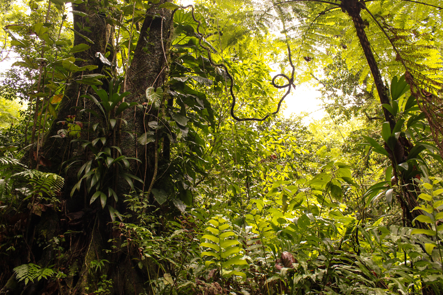 Annexe Martinique.jpg