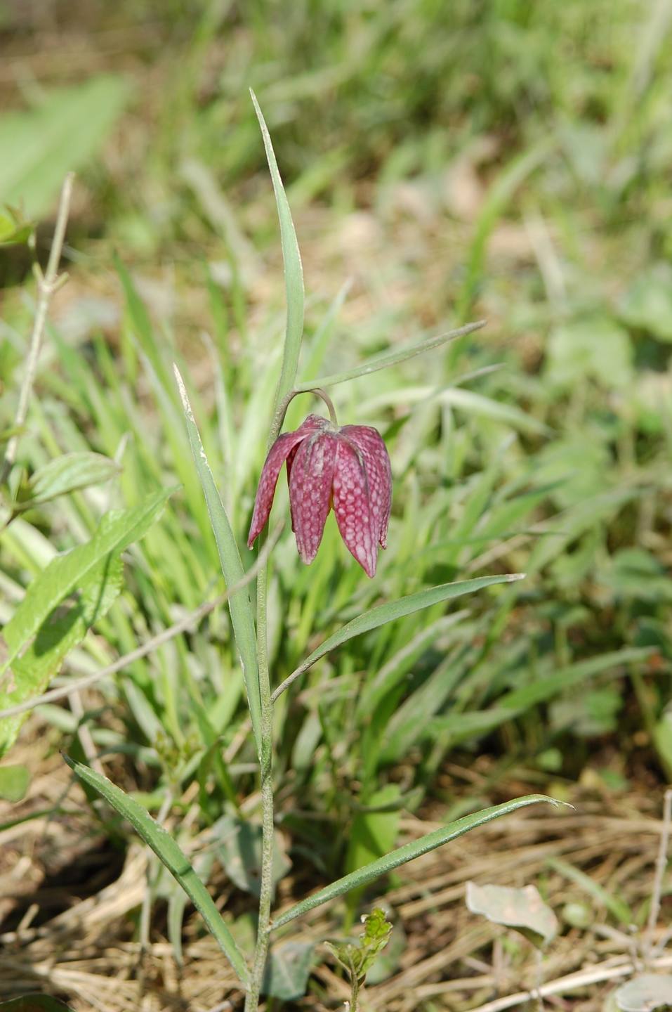 Annexe Fritillaria meleagris_2.jpg