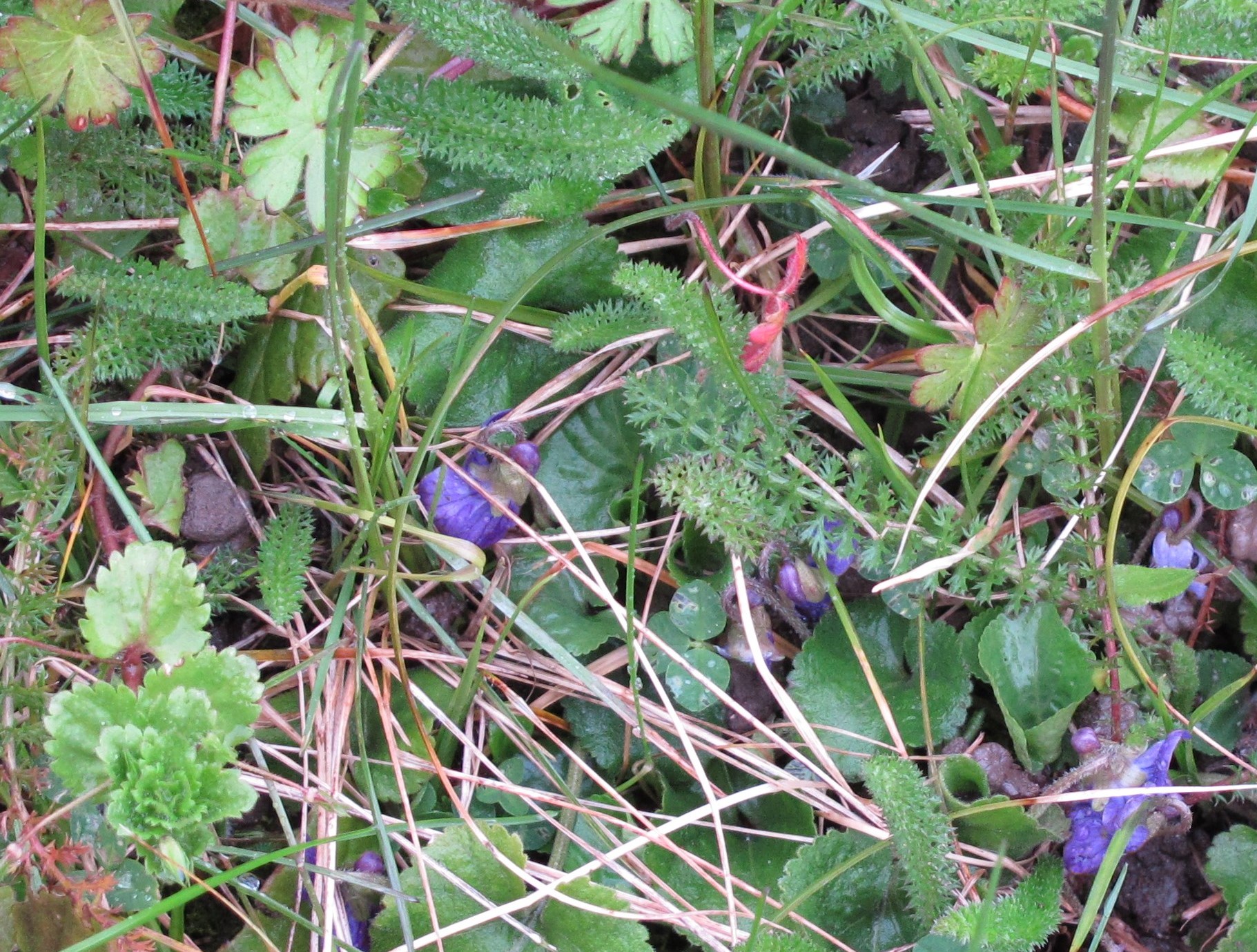 Annexe talus biodiversité ordinaire 0179.jpg