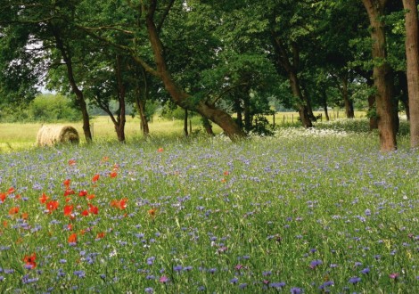 Annexe fleurs-sauvages-470x330Nova- florepg.jpg