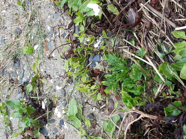 Annexe biodiversite estran.jpg