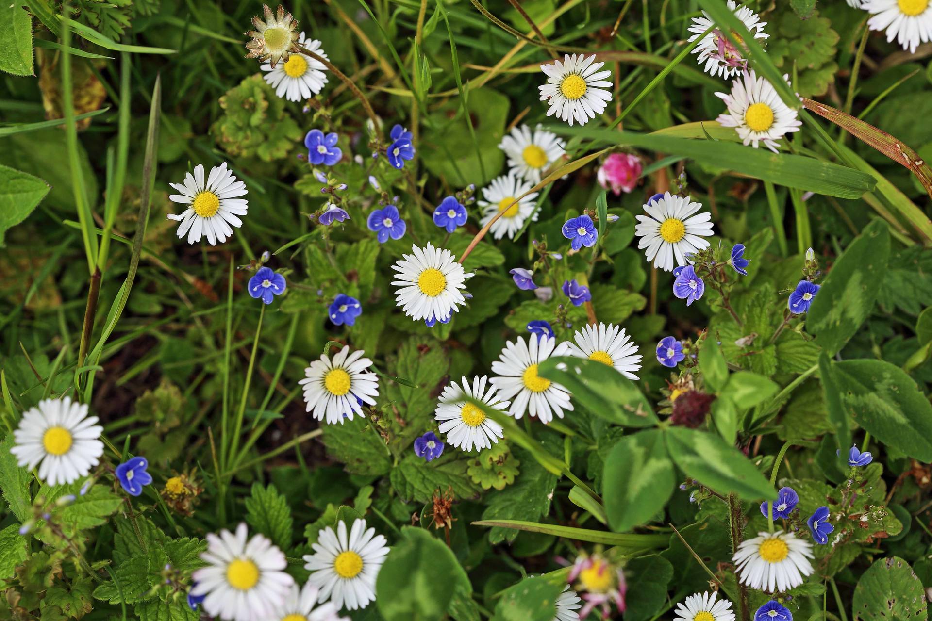 Annexe 2017-05-02_15-03-07HDR100.jpg